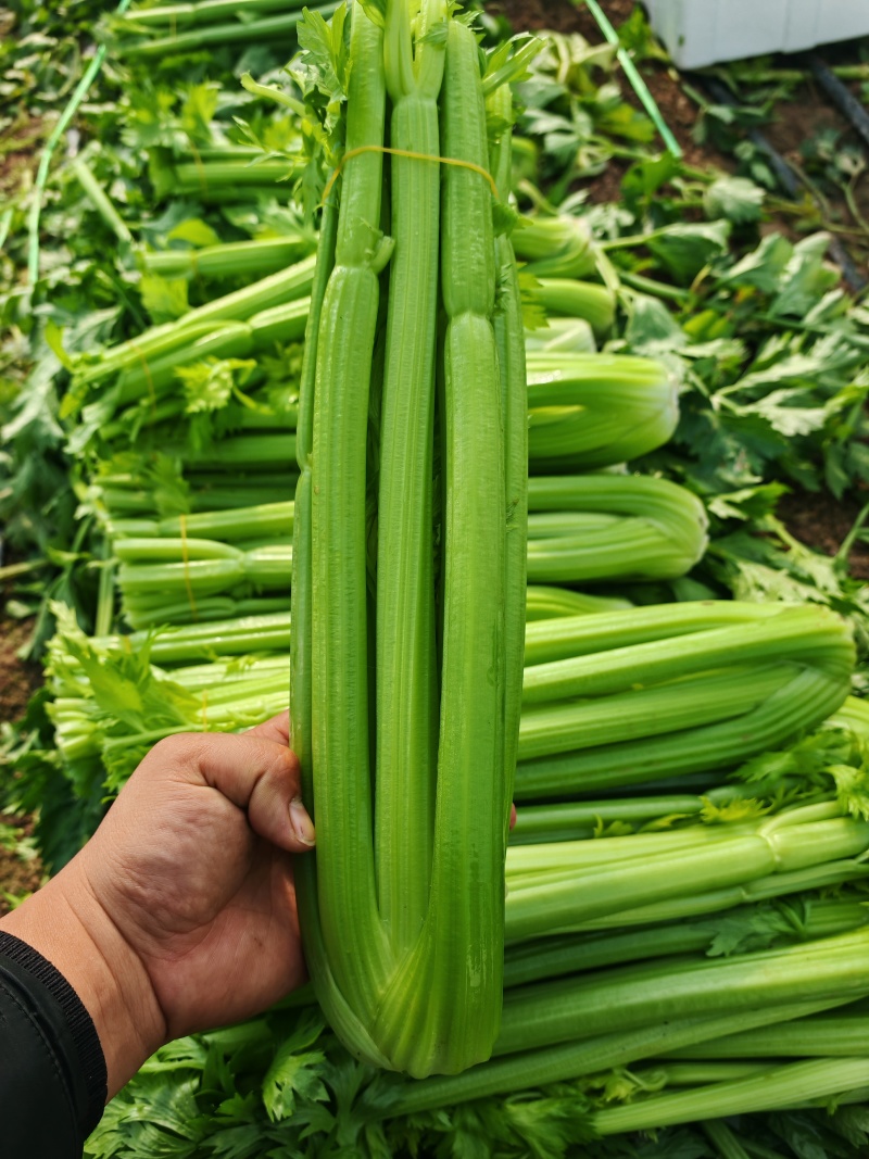 西芹精品西芹支持各种包装质量**原产地发货