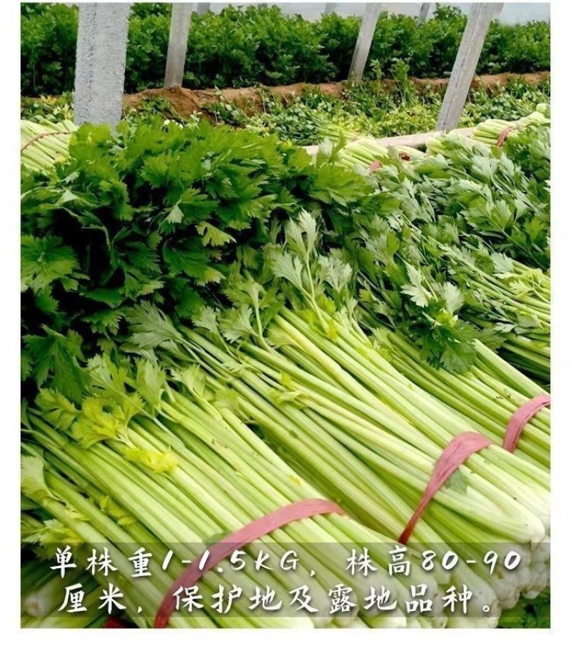 芹菜苗穴盘皇后西芹香芹山芹根芹芹菜苗