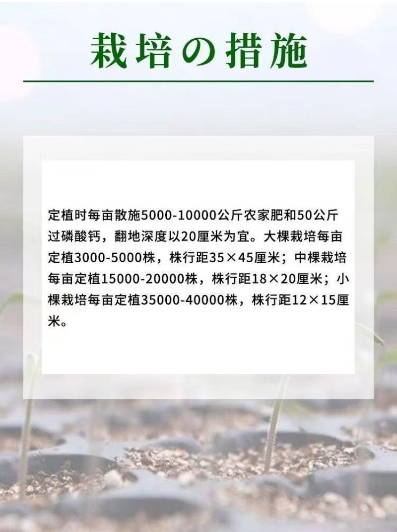 芹菜苗穴盘皇后西芹香芹山芹根芹芹菜苗