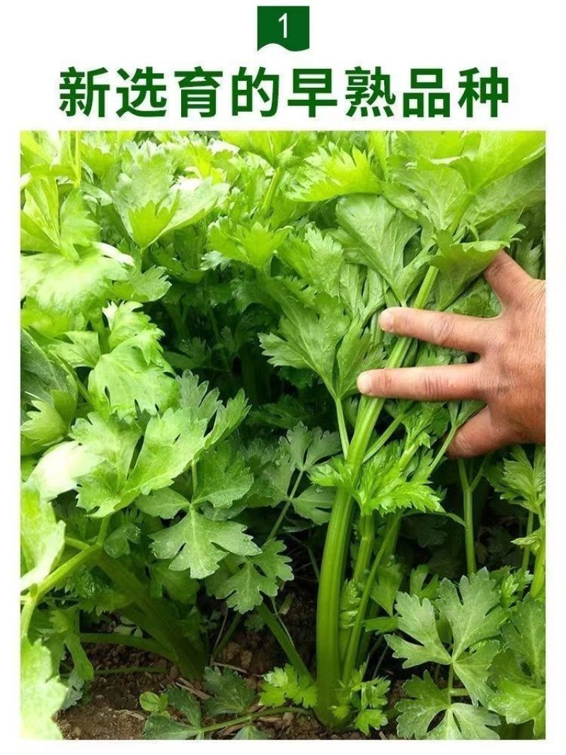芹菜苗穴盘皇后西芹香芹山芹根芹芹菜苗