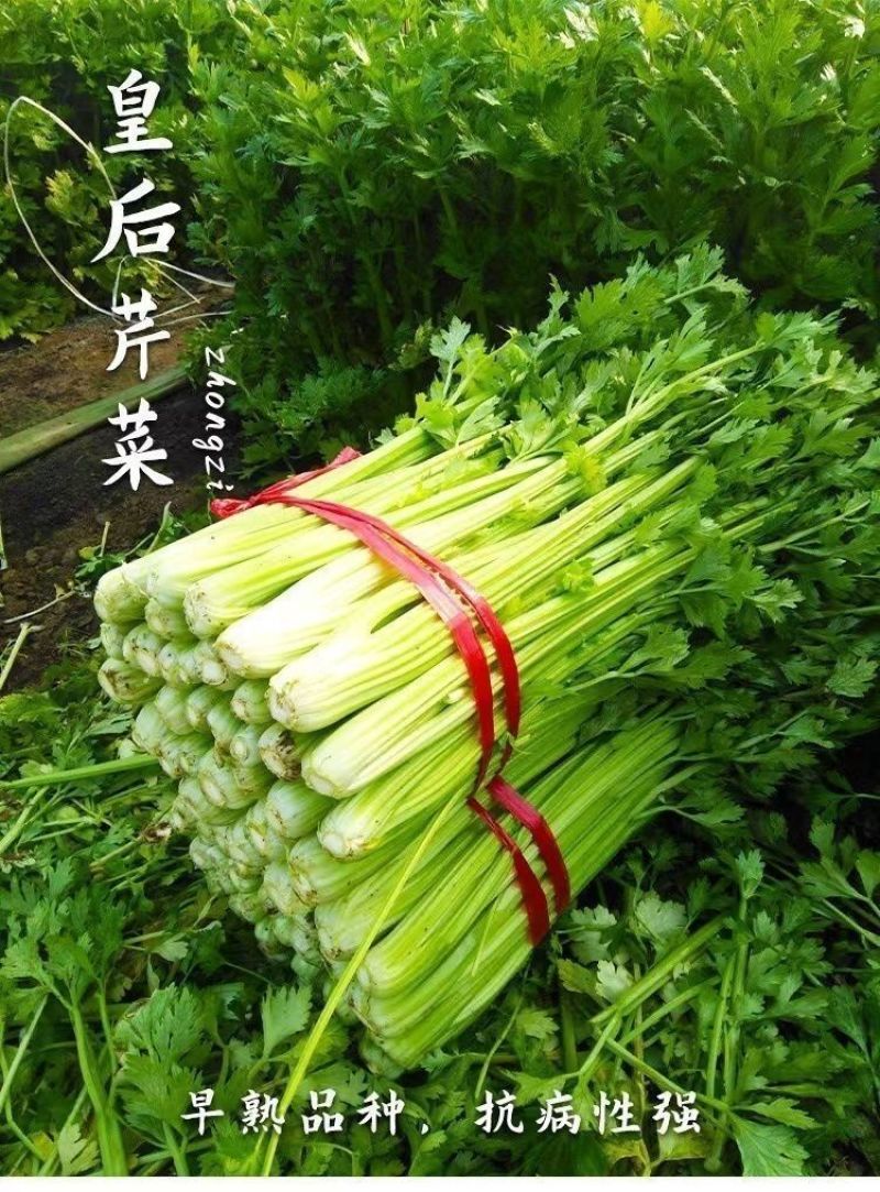 芹菜苗穴盘皇后西芹香芹山芹根芹芹菜苗