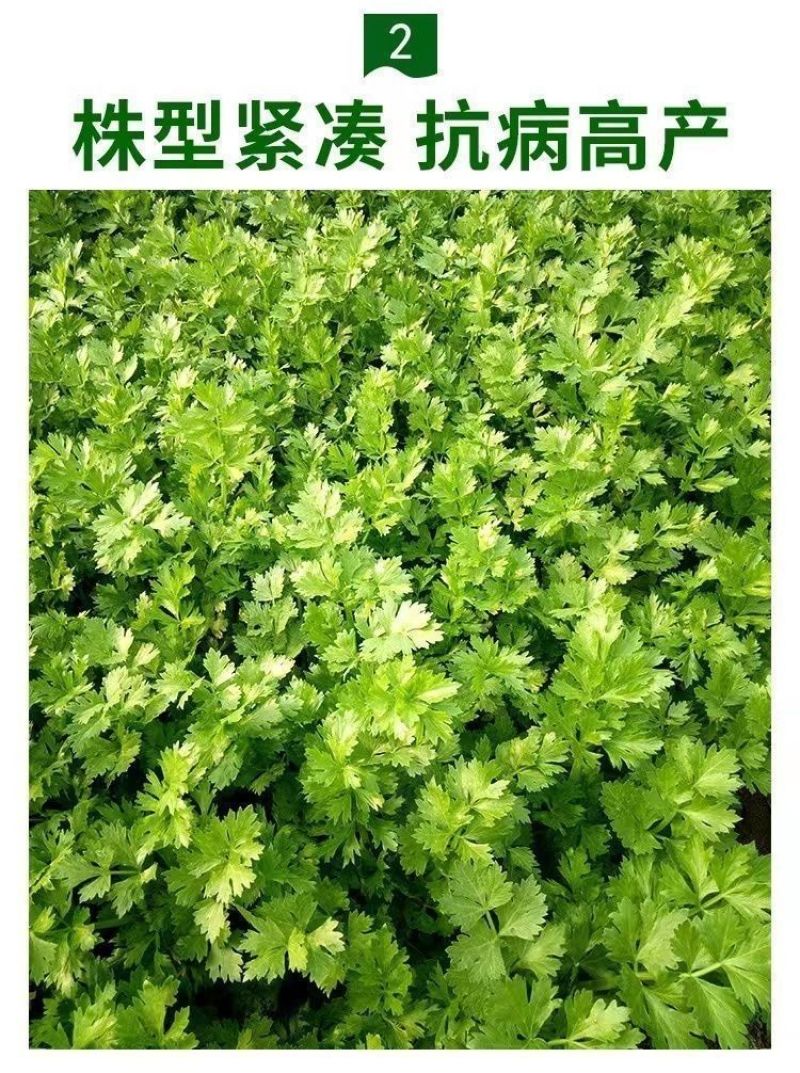 芹菜苗穴盘皇后西芹香芹山芹根芹芹菜苗