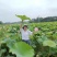 零添加鲜莲米