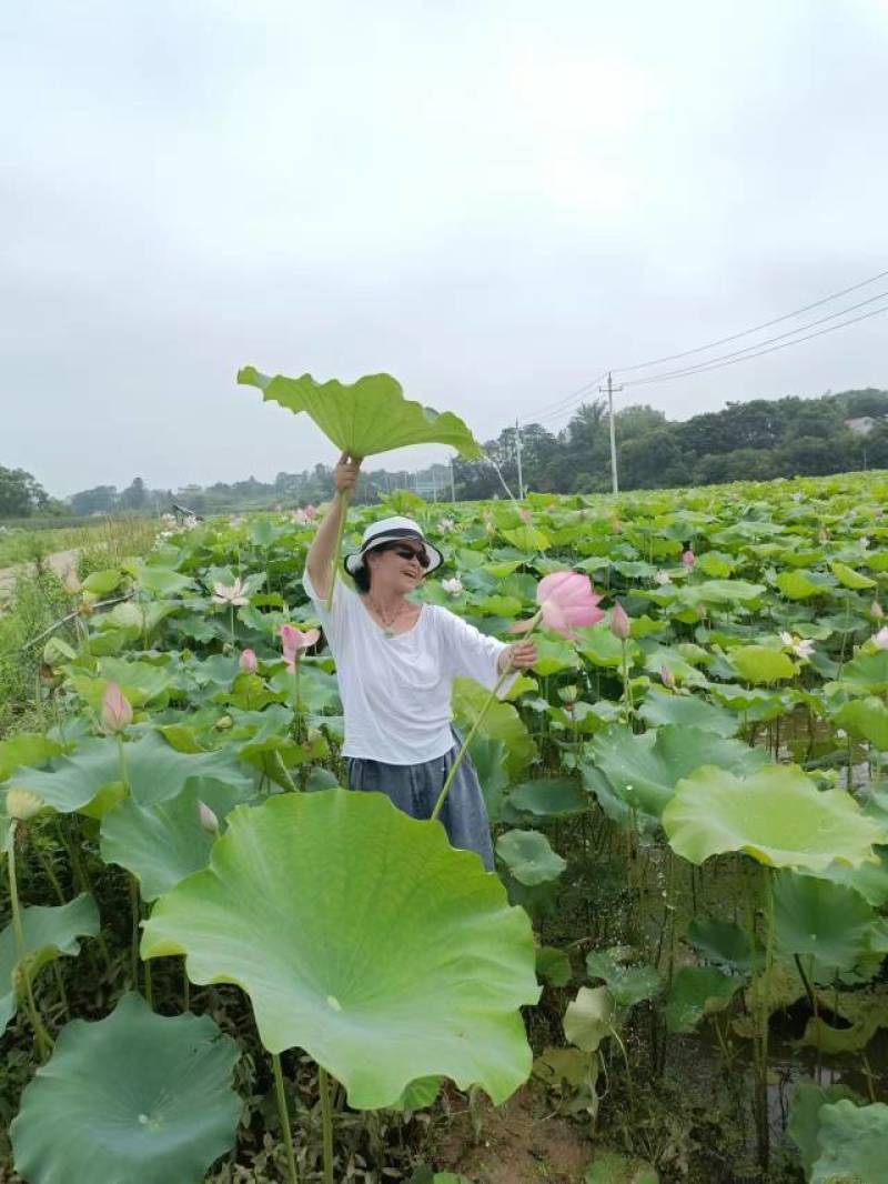 零添加鲜莲米