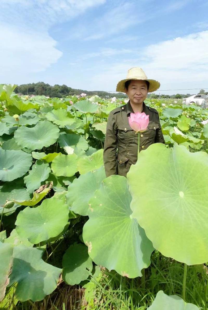 零添加鲜莲米