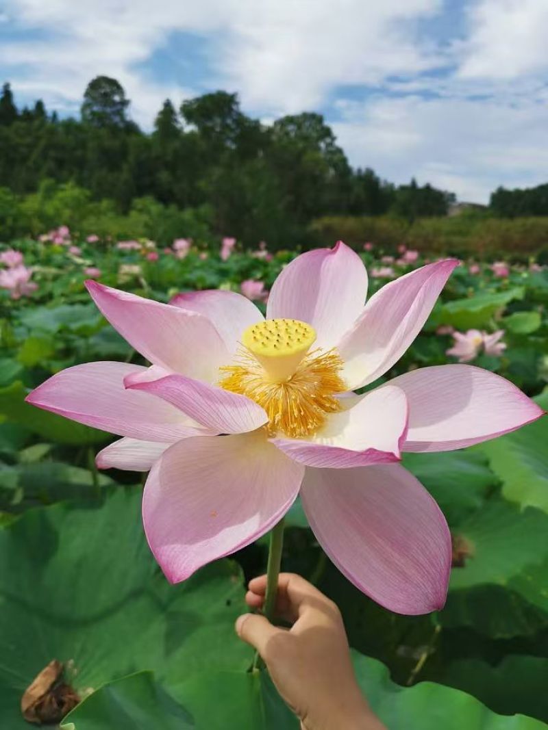零添加鲜莲米