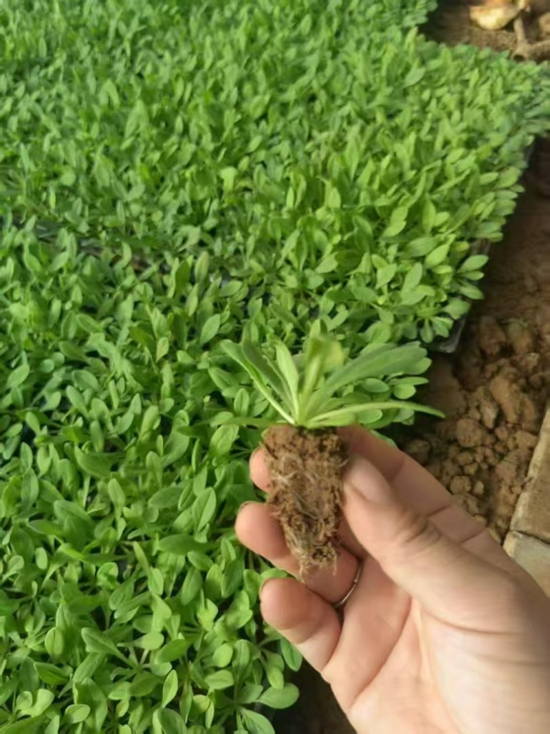 矮牵牛幼苗喇叭牵牛花培育节日租摆草花