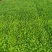 矮牵牛幼苗喇叭牵牛花培育节日租摆草花