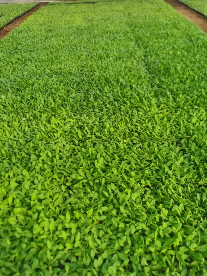 矮牵牛幼苗喇叭牵牛花培育节日租摆草花
