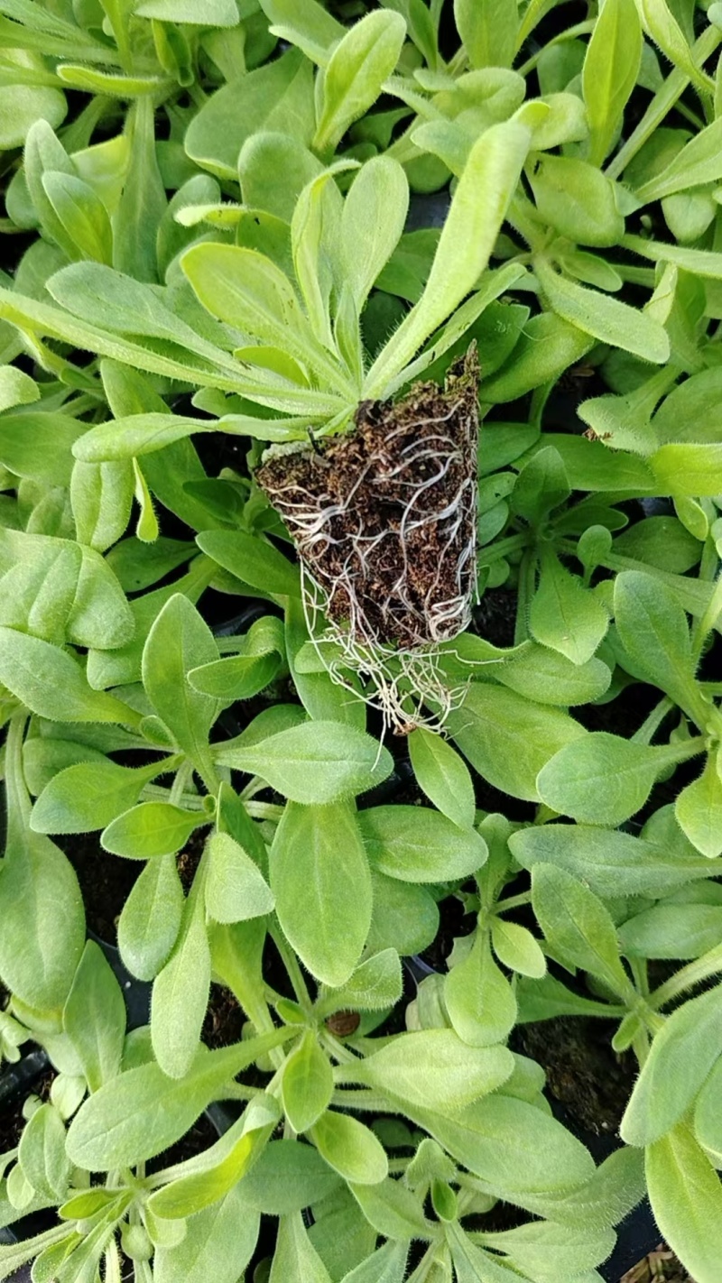 矮牵牛幼苗喇叭牵牛花培育节日租摆草花