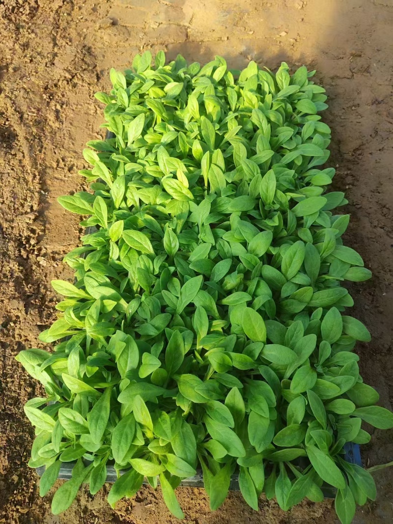 矮牵牛幼苗喇叭牵牛花培育节日租摆草花