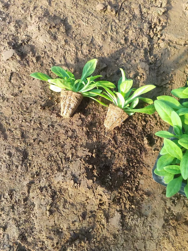 矮牵牛幼苗喇叭牵牛花培育节日租摆草花