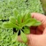 矮牵牛幼苗喇叭牵牛花培育节日租摆草花