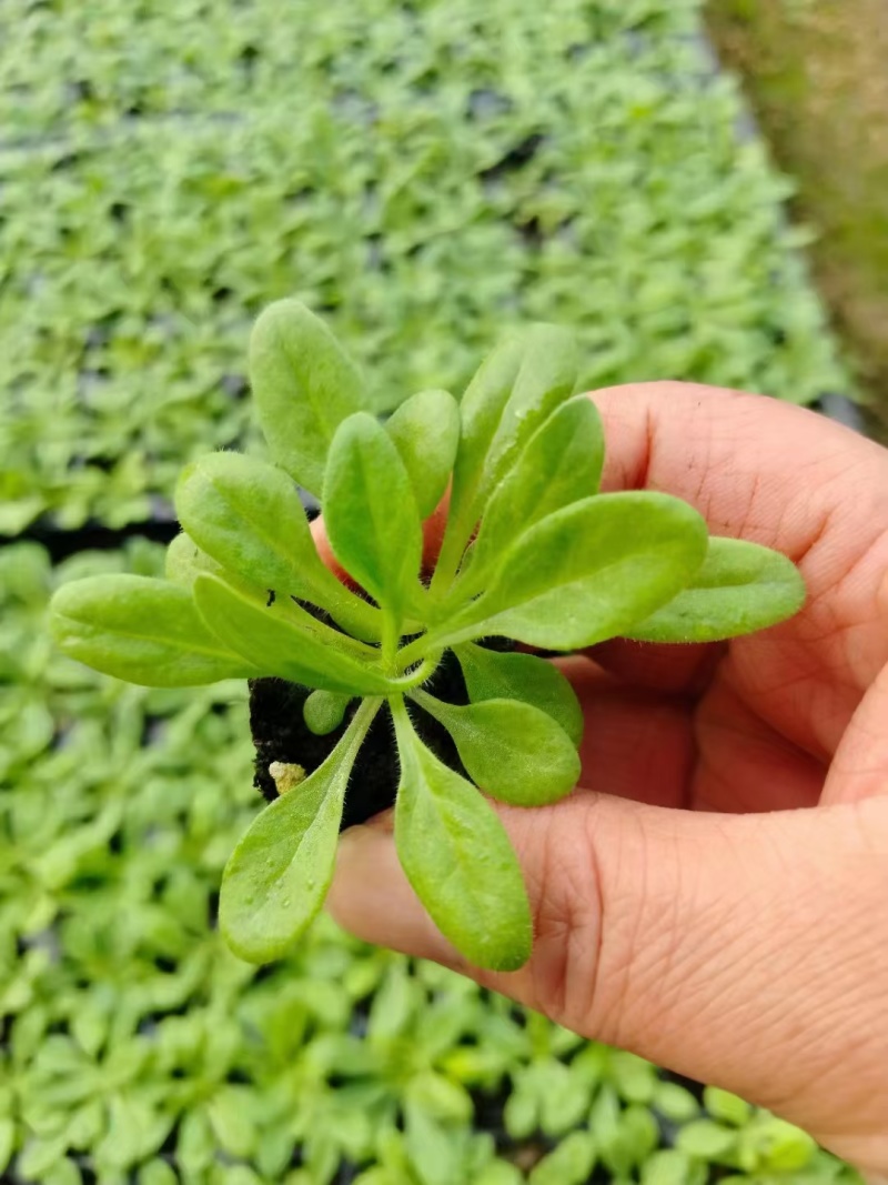 矮牵牛幼苗喇叭牵牛花培育节日租摆草花