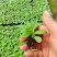矮牵牛幼苗喇叭牵牛花培育节日租摆草花
