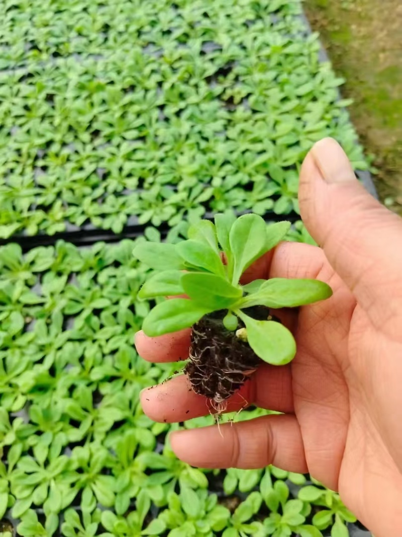 矮牵牛幼苗喇叭牵牛花培育节日租摆草花