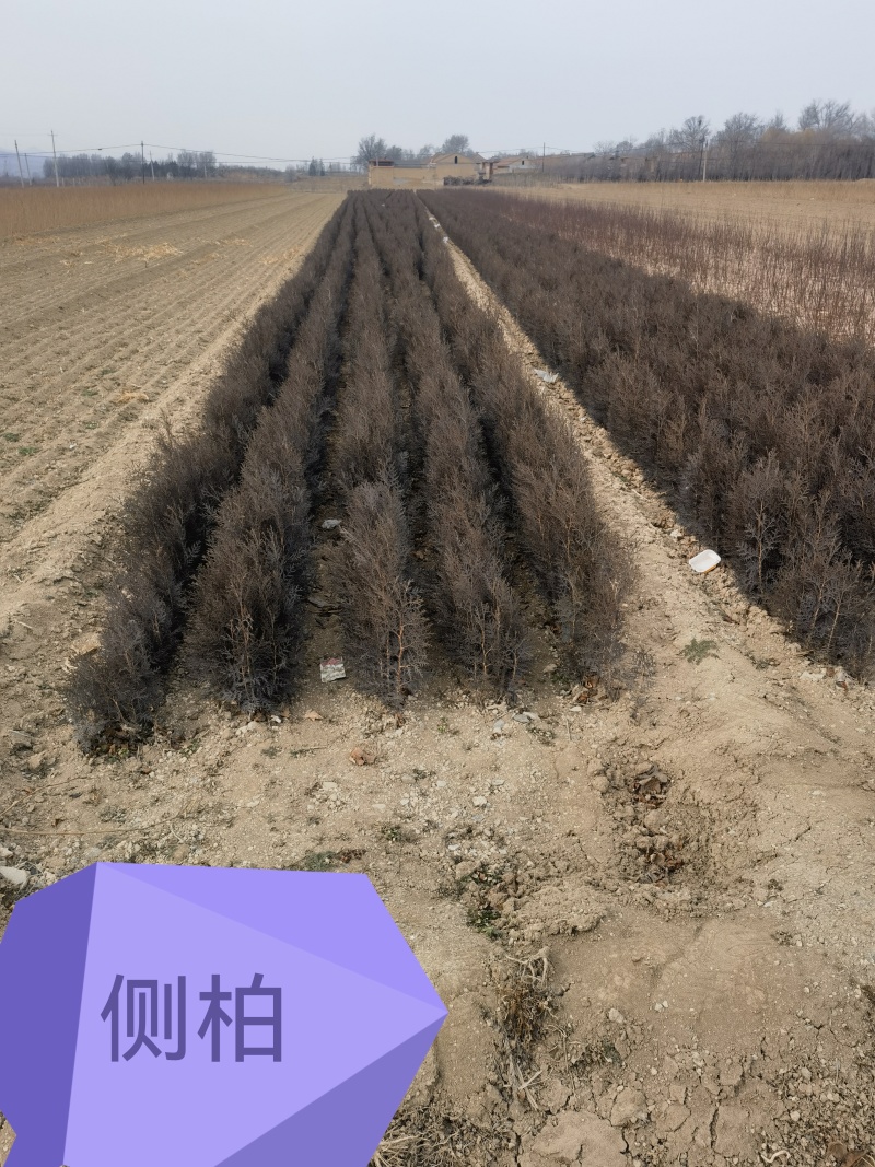 小侧柏苗，产地，山西运城，基地批发，大量供应。