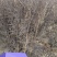 小侧柏苗，产地，山西运城，基地批发，大量供应。