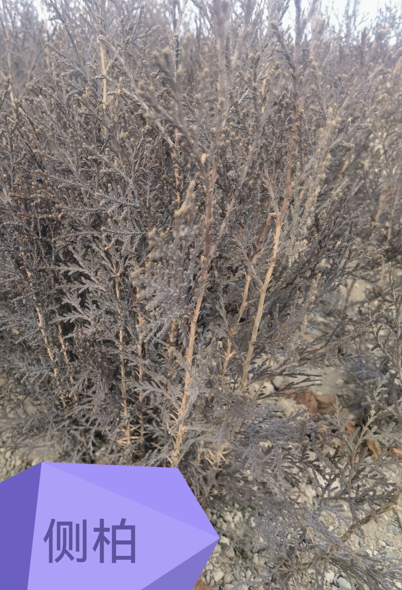 小侧柏苗，产地，山西运城，基地批发，大量供应。