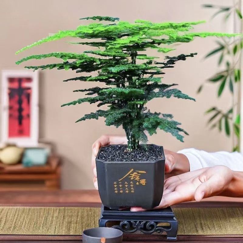 中古风文竹盆栽植物室内花卉四季常青盆景客厅办公好养