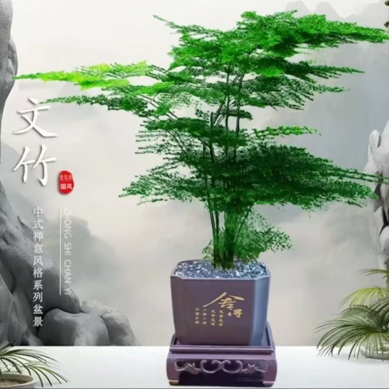 中古风文竹盆栽植物室内花卉四季常青盆景客厅办公好养