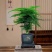 中古风文竹盆栽植物室内花卉四季常青盆景客厅办公好养