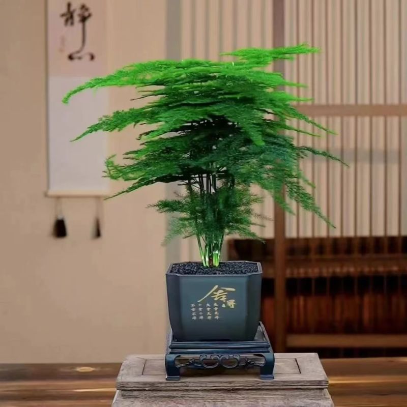 中古风文竹盆栽植物室内花卉四季常青盆景客厅办公好养