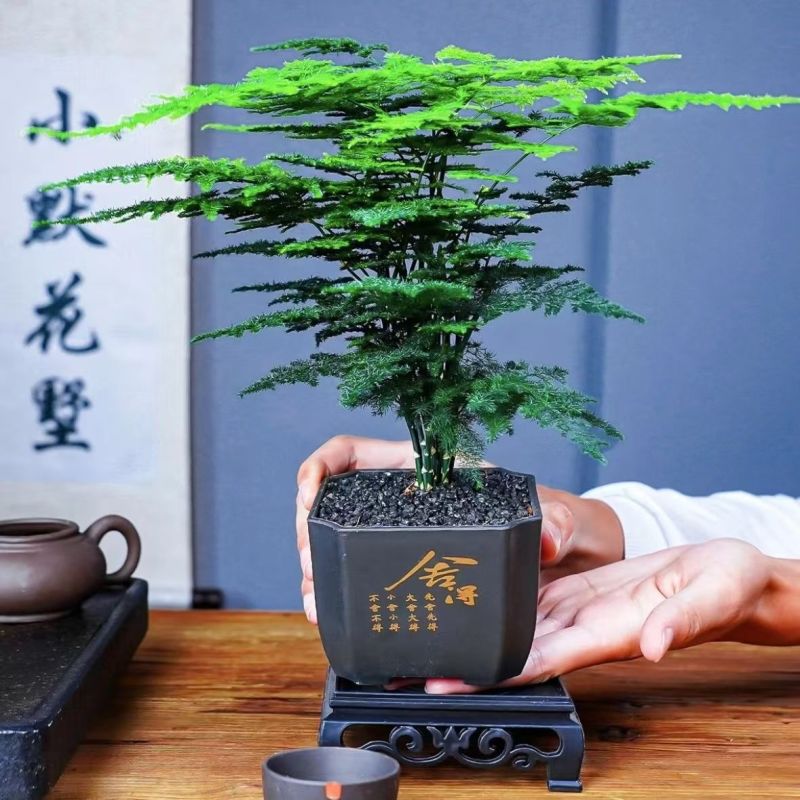 中古风文竹盆栽植物室内花卉四季常青盆景客厅办公好养