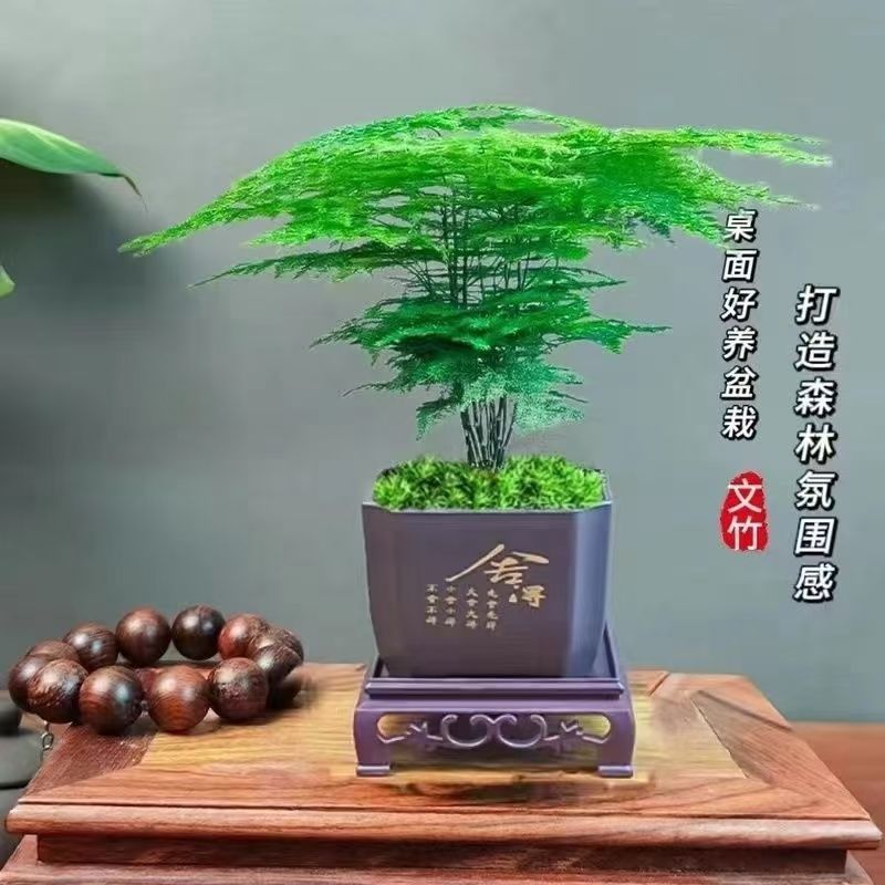 中古风文竹盆栽植物室内花卉四季常青盆景客厅办公好养