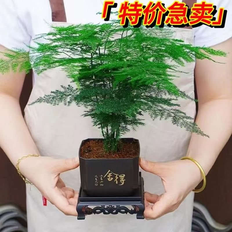 中古风文竹盆栽植物室内花卉四季常青盆景客厅办公好养