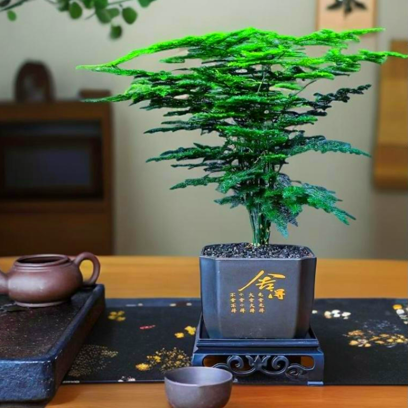 中古风文竹盆栽植物室内花卉四季常青盆景客厅办公好养