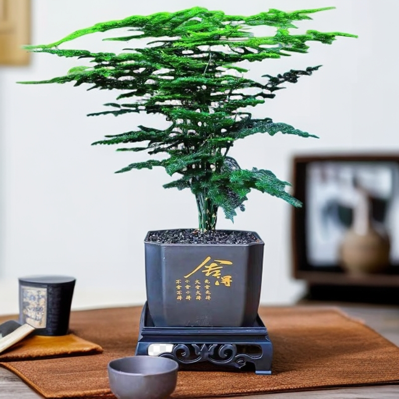 中古风文竹盆栽植物室内花卉四季常青盆景客厅办公好养