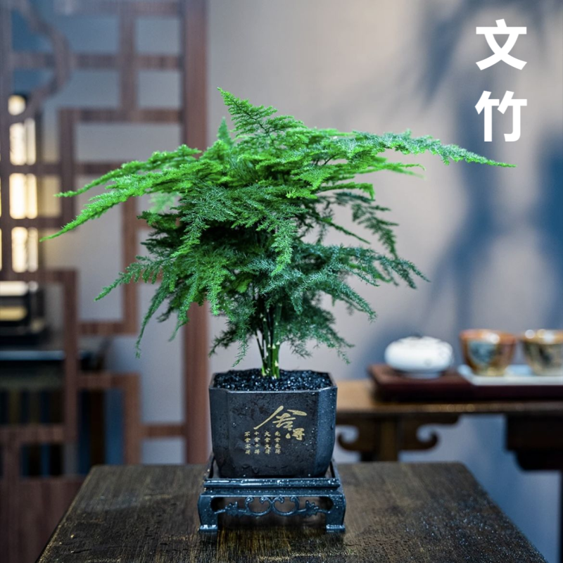 中古风文竹盆栽植物室内花卉四季常青盆景客厅办公好养