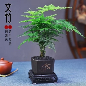 中古风文竹盆栽植物室内花卉四季常青盆景客厅办公好养