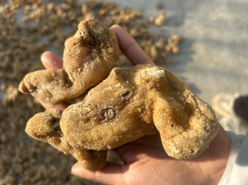 黄精干野生鸡头甜黄精干无硫颜色好量大从优