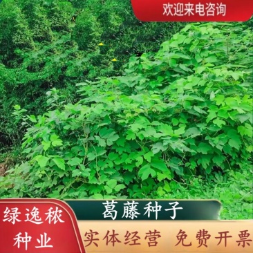 葛藤种子护坡种籽百花银背藤野葛根边坡绿化藤本植物沙土巩固