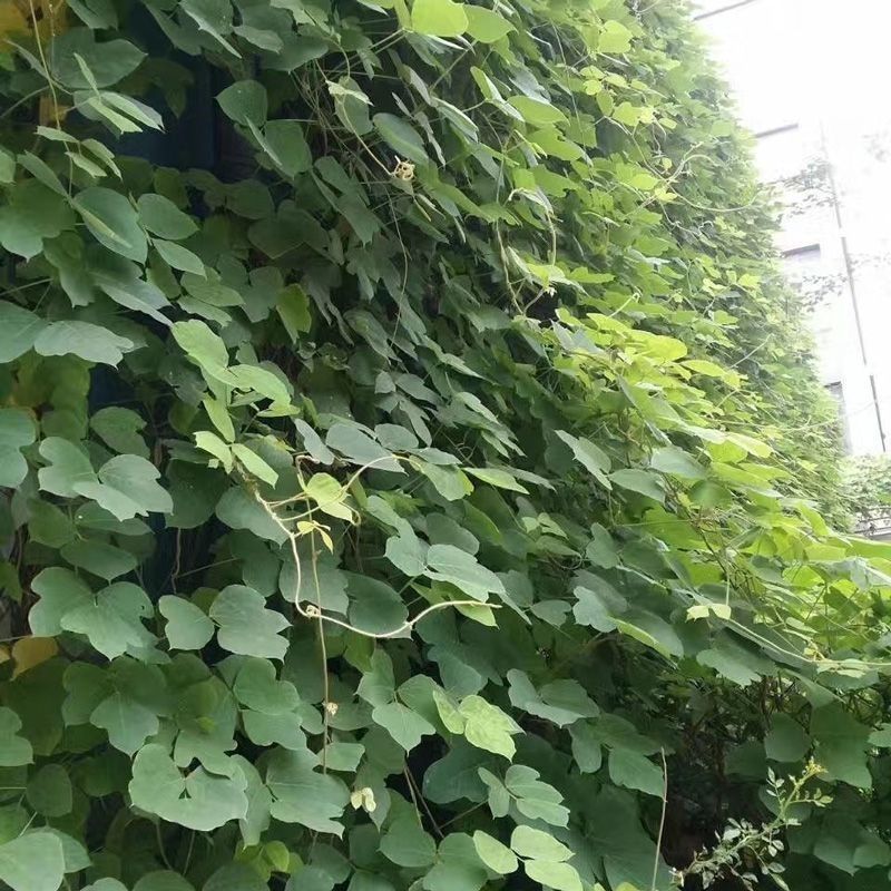 葛藤种子护坡种籽百花银背藤野葛根边坡绿化藤本植物沙土巩固