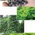 葛藤种子护坡种籽百花银背藤野葛根边坡绿化藤本植物沙土巩固
