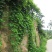 葛藤种子护坡种籽百花银背藤野葛根边坡绿化藤本植物沙土巩固