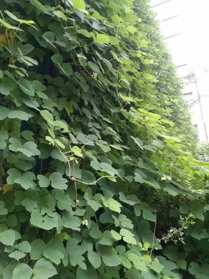 葛藤种子护坡种籽百花银背藤野葛根边坡绿化藤本植物沙土巩固