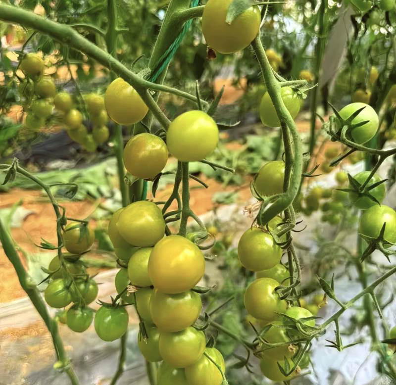 青甜蜜2号产地直发，大量供应，电商，团购，美团