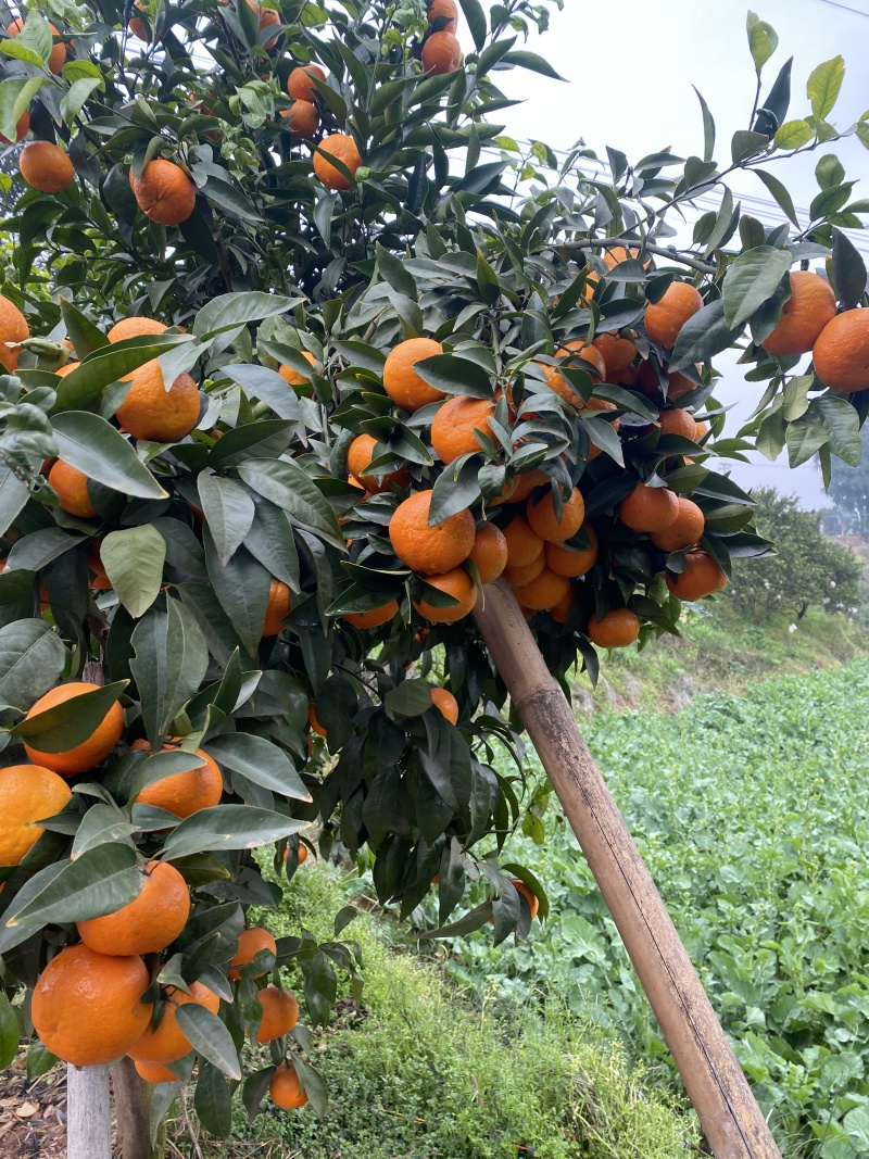 四川沃柑纯甜化渣汁水多，色泽亮丽，大量供应