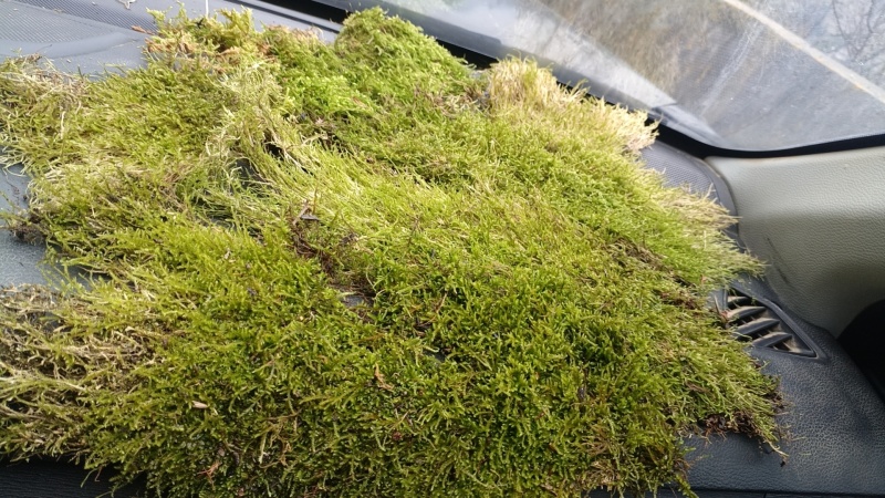 苔藓