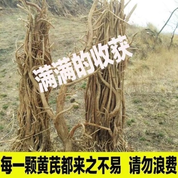 甘肃野生黄芪整根纯真野生无添加黄芪中药材***黄芪批发