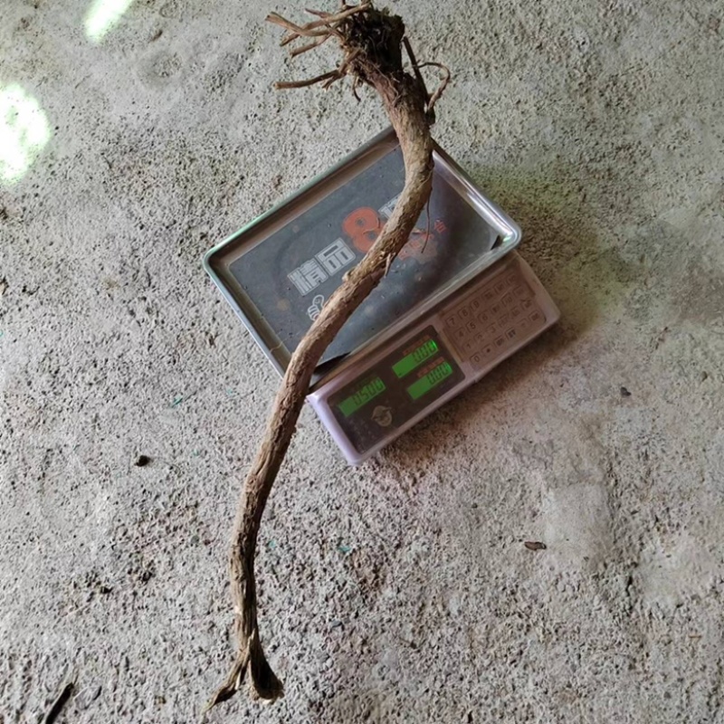 甘肃野生黄芪整根纯真野生无添加黄芪中药材***黄芪批发