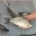 鲫鱼苗快大品高抗体鲫鱼苗中科5号鲫鱼银鲫鱼苗回收价高