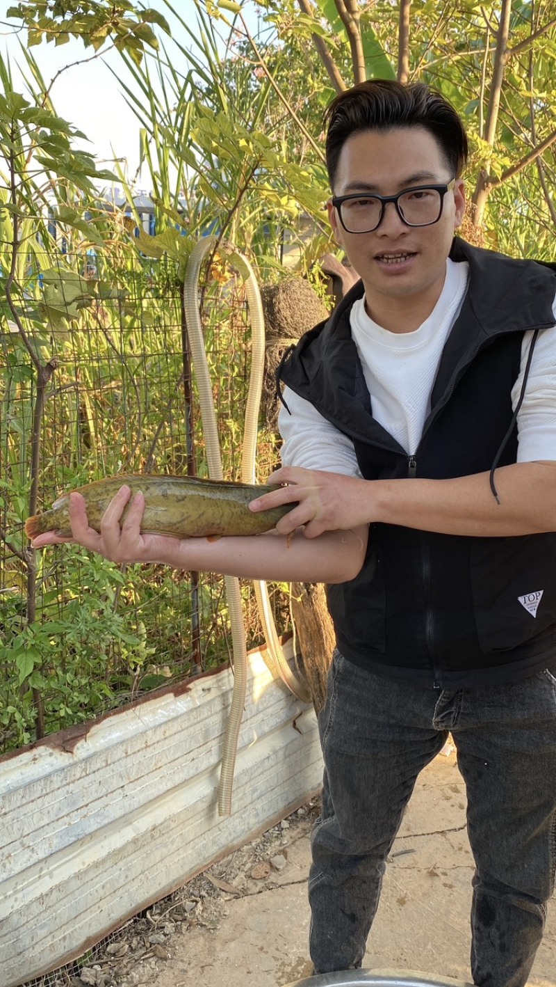 本地花麻塘虱王鱼苗塘角鱼胡子鲶鱼苗好养活包损包活包赔