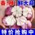 正宗云南紫皮大蒜红皮多瓣蒜大头蒜红蒜2025现挖农家新鲜食用