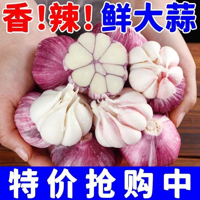 正宗云南紫皮大蒜红皮多瓣蒜大头蒜红蒜2025现挖农家新鲜食用