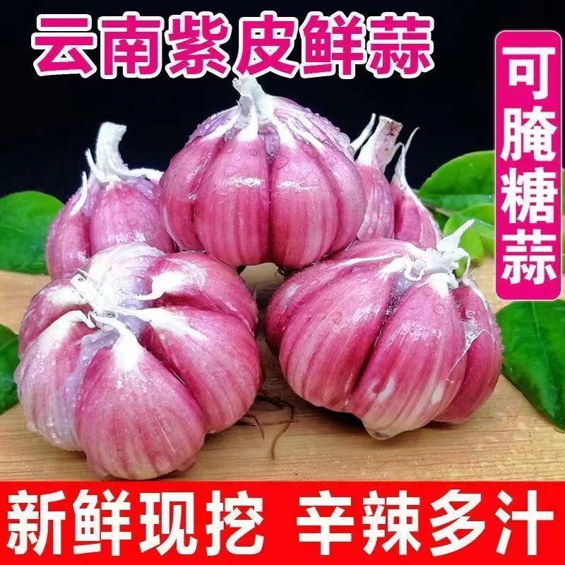 正宗云南紫皮大蒜红皮多瓣蒜大头蒜红蒜2025现挖农家新鲜食用